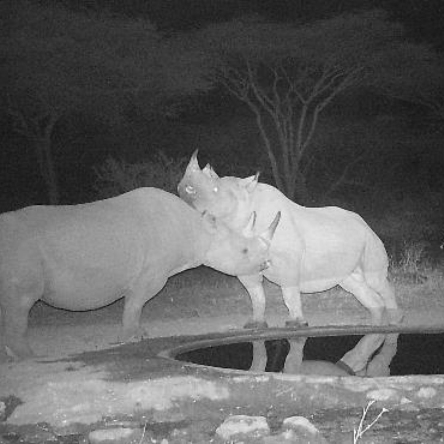 Camera Trap