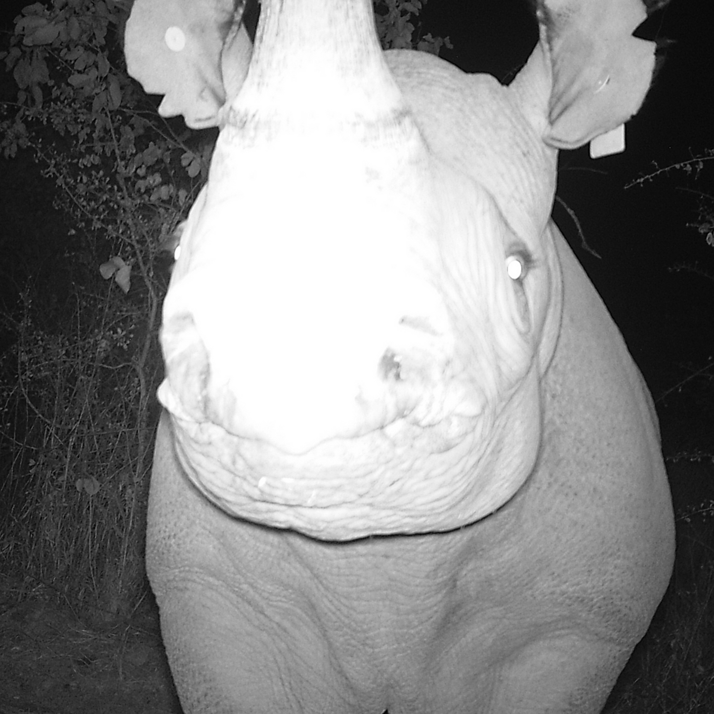 Camera Trap