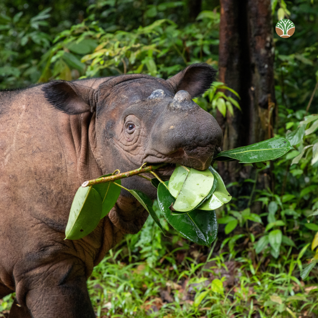 Sponsor Indra the Sumatran Rhino