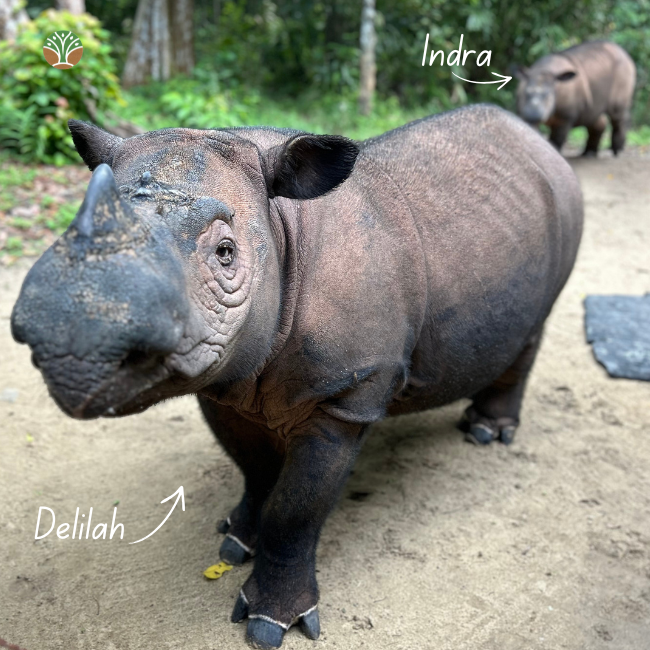 Sponsor Delilah the Sumatran Rhino
