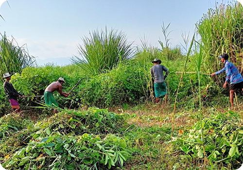 Habitat Restoration