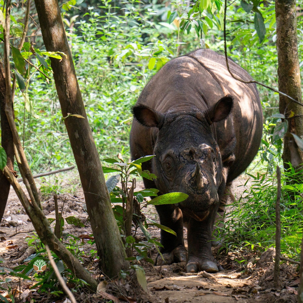 Sponsor Harapan the Sumatran Rhino