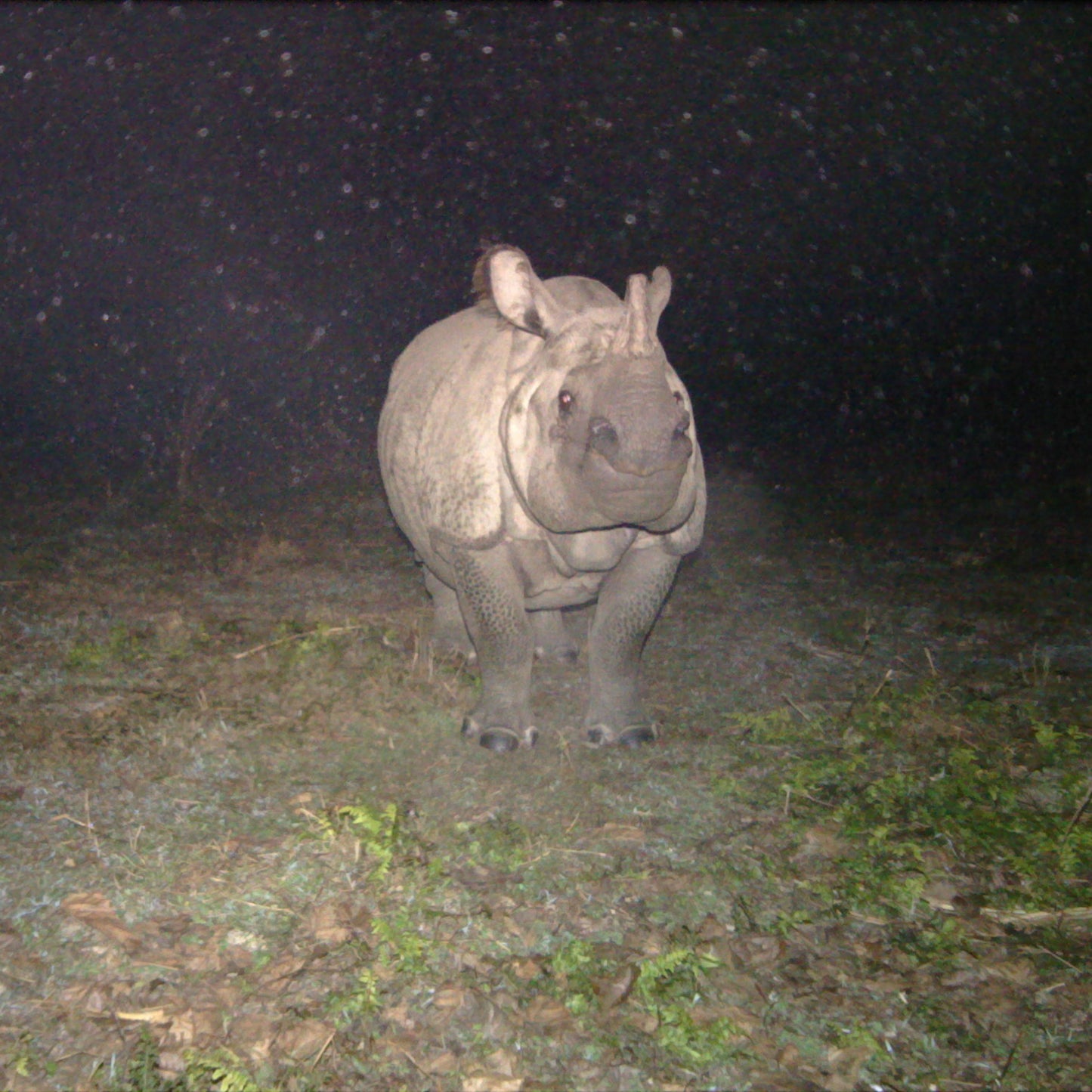 Camera Trap
