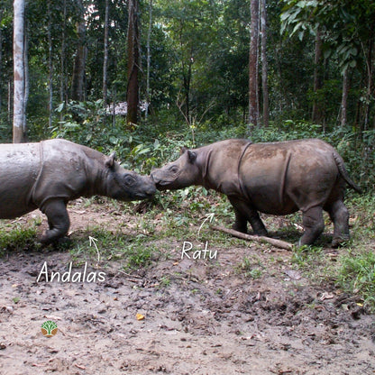 Sponsor the Family - Ratu and Andalas