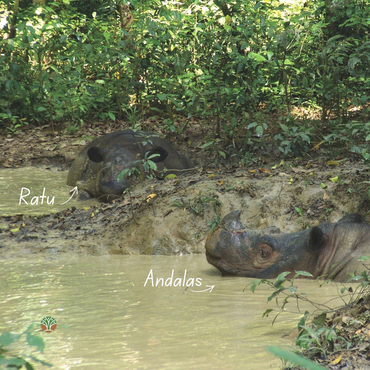 Sponsor the Family - Ratu and Andalas