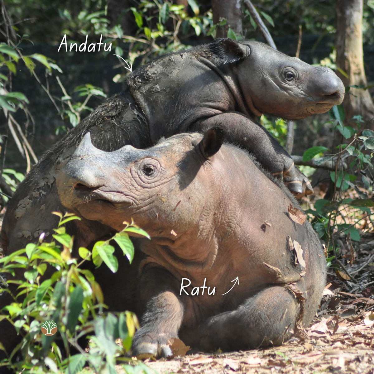 Sponsor the Family - Ratu and Andalas