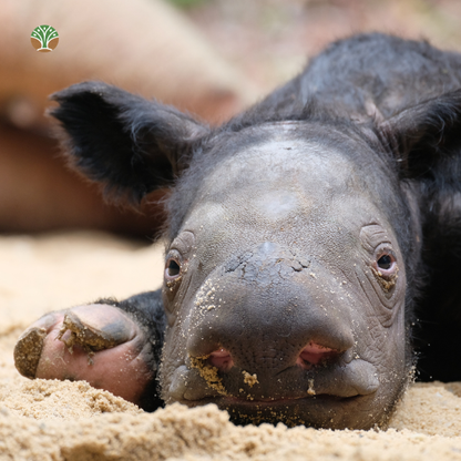 Sponsor Indra the Sumatran Rhino