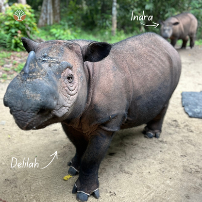 Sponsor Delilah the Sumatran Rhino