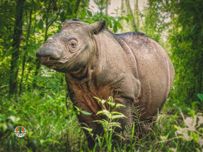 Sponsor Delilah the Sumatran Rhino