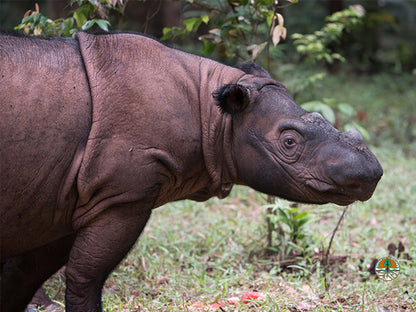 Sponsor Delilah the Sumatran Rhino