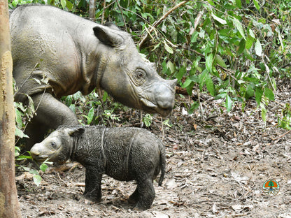 Sponsor Delilah the Sumatran Rhino