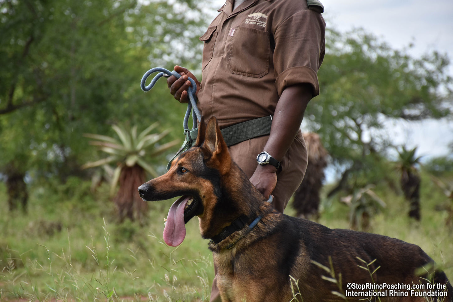 K9 Ranger Adoption