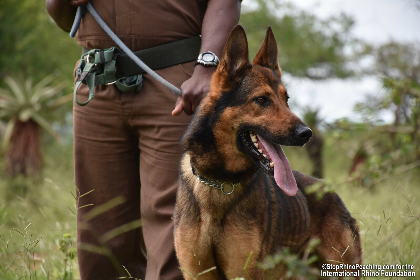 K9 Ranger Adoption