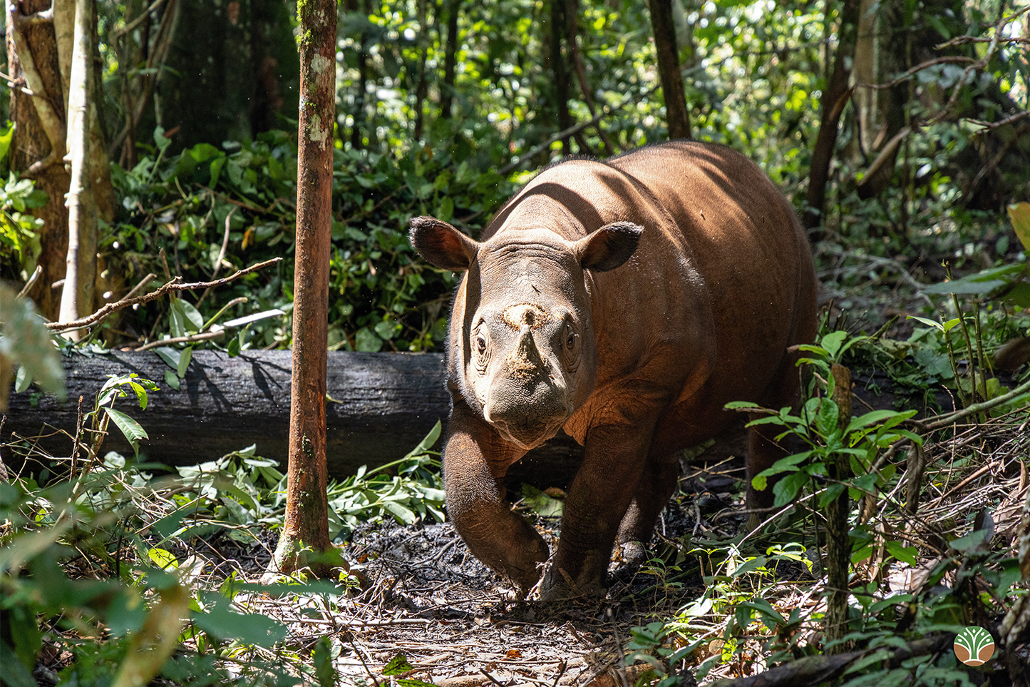 Sponsor Delilah the Sumatran Rhino