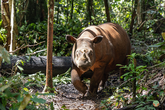 Sponsor Delilah the Sumatran Rhino