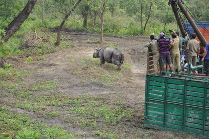 Greater One-horned Rhino Adoption