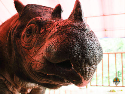 Sponsor Harapan the Sumatran Rhino