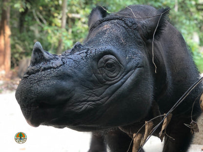 Sponsor Harapan the Sumatran Rhino