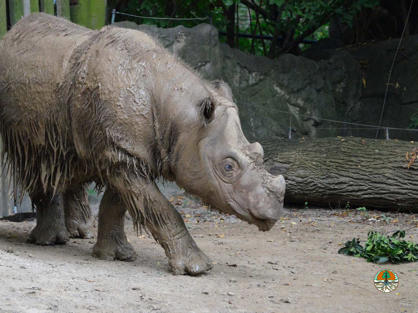 Sponsor Harapan the Sumatran Rhino