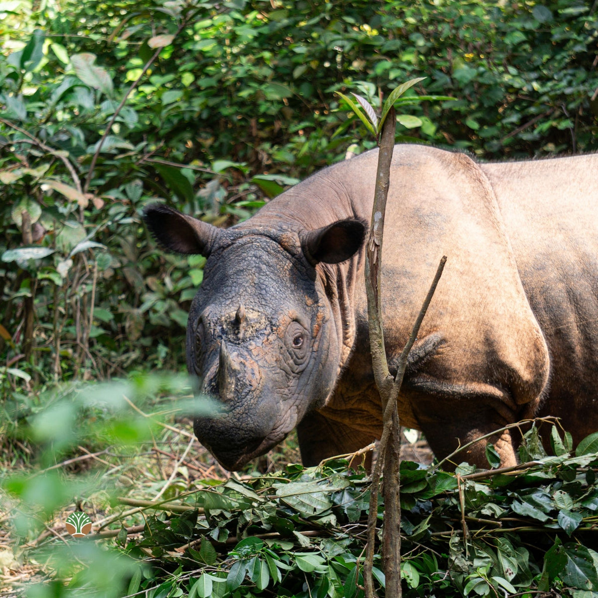 Sponsor Harapan the Sumatran Rhino