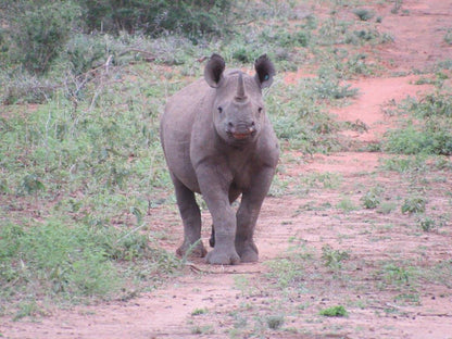 Black Rhino Adoption