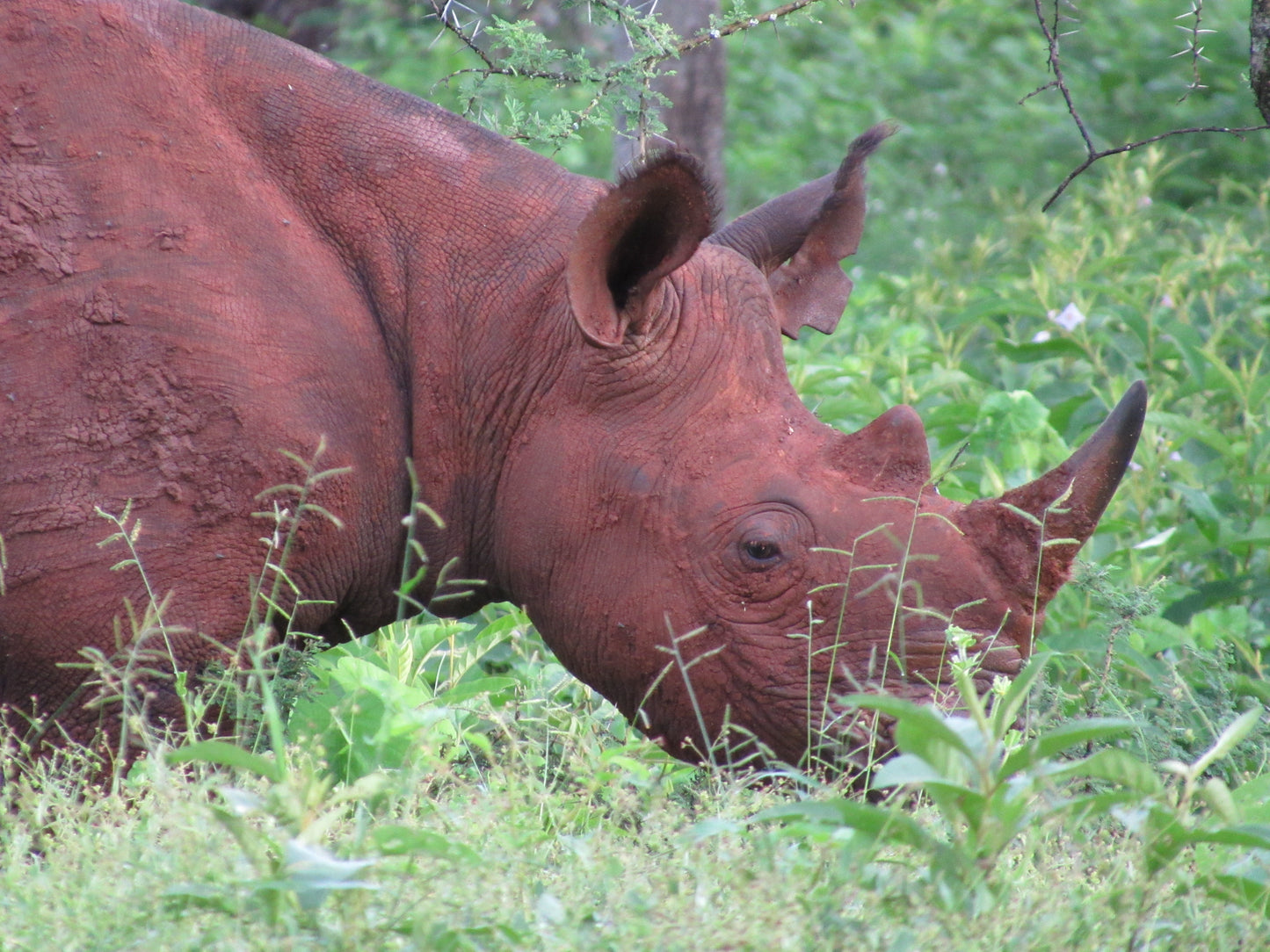 Black Rhino Adoption