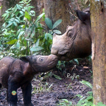 Sponsor the Family - Ratu and Andalas