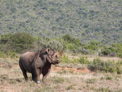 Rhino Monitoring Foot Collar