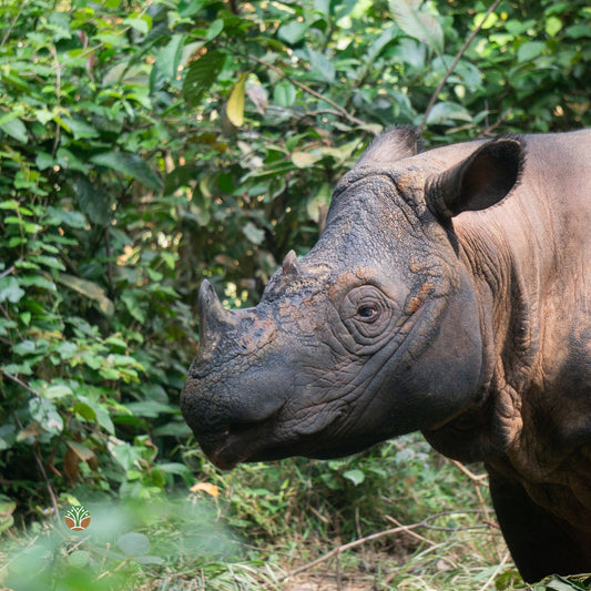 Sponsor Harapan the Sumatran Rhino