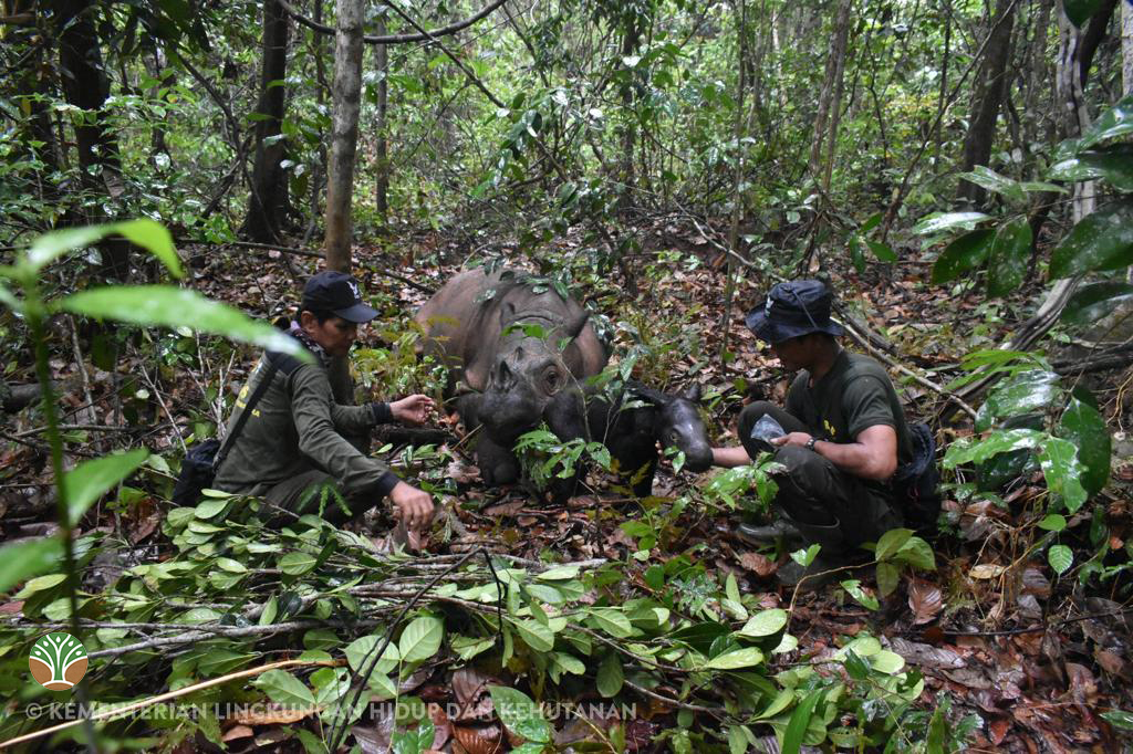 Two rangers in a forest setting with a Sumatran rhino