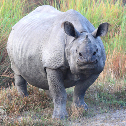 Greater One-horned Rhino Adoption