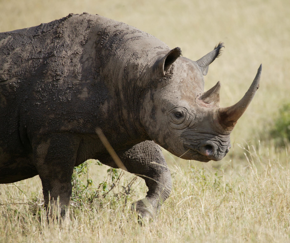 Black Rhino Adoption