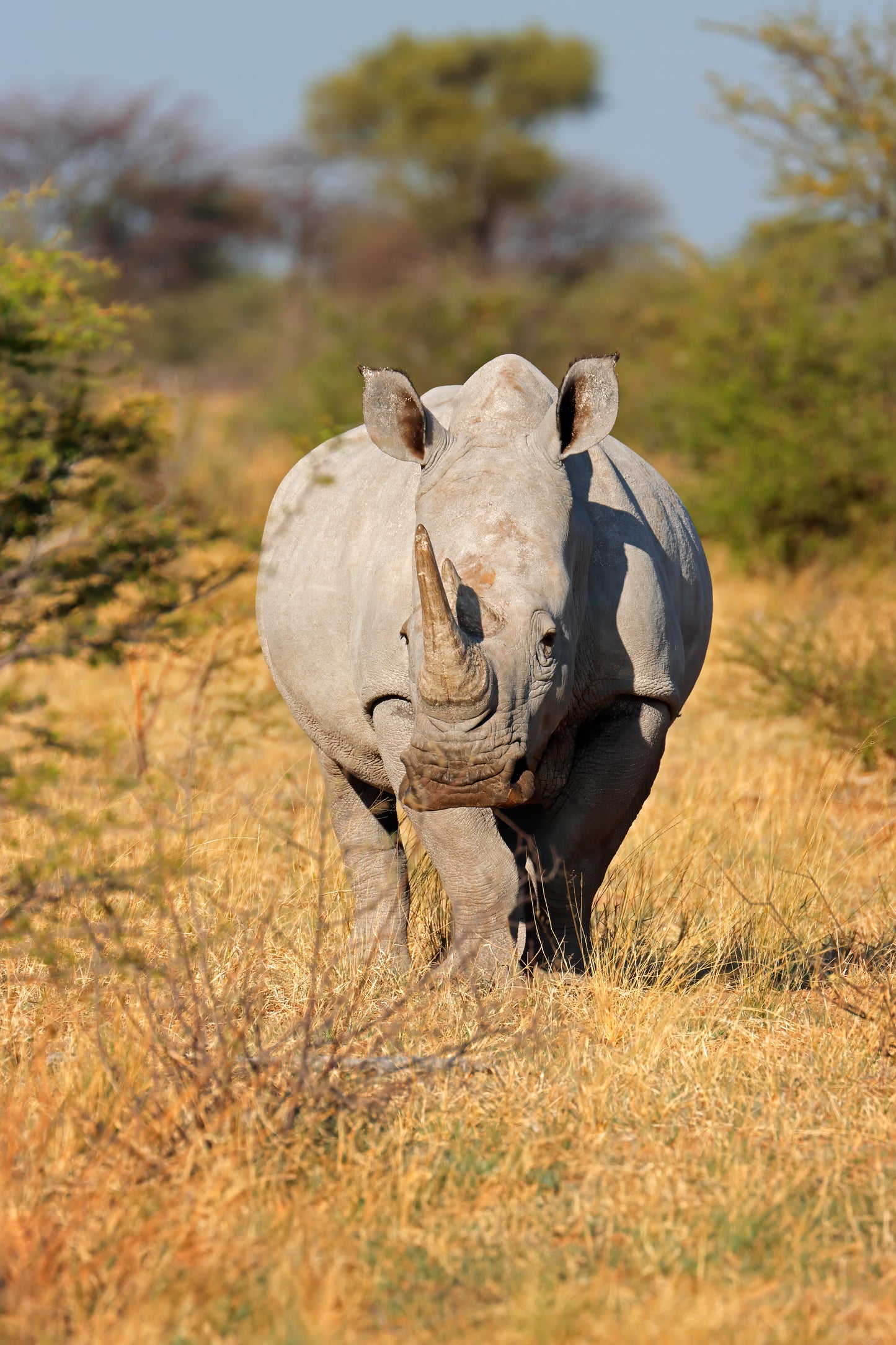 Track a Rhino. Protect a Future.