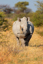 Track a Rhino. Protect a Future.